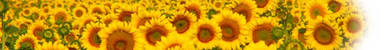 Sunflowers, when will you say you love me!!